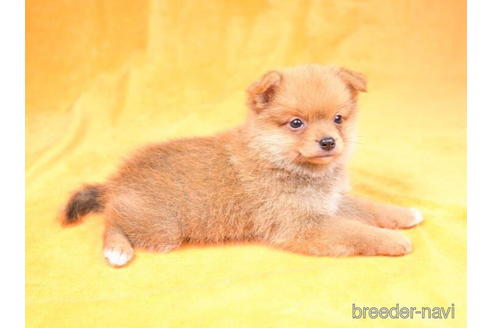 成約済の千葉県のミックス犬-187081の5枚目